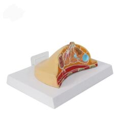 Göğüs Maketi Model 42