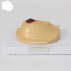 Göğüs Maketi Model 42