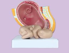 Gebelik Doğum Maketi Model 40