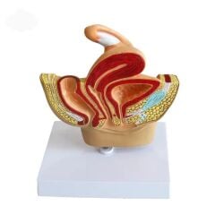 Kadın Pelvik Taban Maketi Model 38