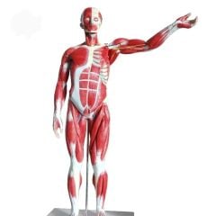 Tüm Vücut Kas Eğitim Maketi Model 37