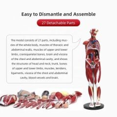 Tüm Vücut Kas Eğitim Maketi Model 37