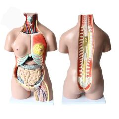 İnsan İç Organ Genel Eğitim Maketi Model 36