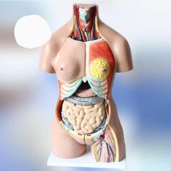 İnsan İç Organ Genel Eğitim Maketi Model 36