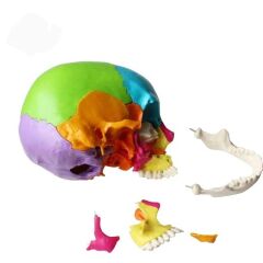 Kafa Maketi 22 Parça Normal Boy Model 35