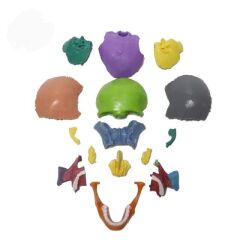 Kafa Maketi 15 Parça Küçük Boy Model 34