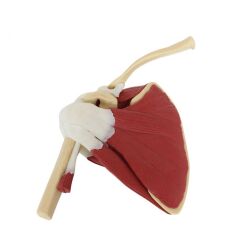 Kaslı Omuz Maketi Model 33