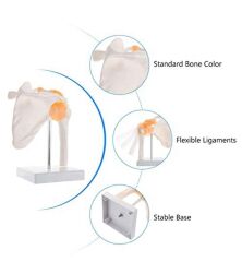 Omurga Omuz Maketi Model 30