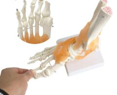 Omurga Ayak Maketi Model 29