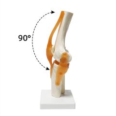 Omurga Diz Maketi Model 27