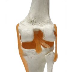 Omurga Diz Maketi Model 27