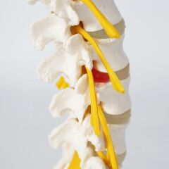 Omurga Bel Maketi Model 23