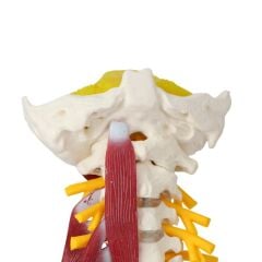 Omurga Boyun Kas Maketi Model 22