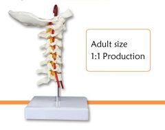 Omurga Boyun Maketi Model 21
