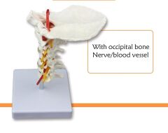Omurga Boyun Maketi Model 21