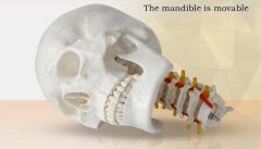 Omurga Kafa Maketi Modeli 20