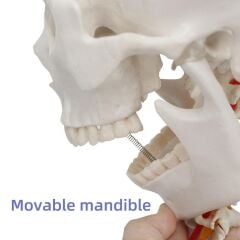 Omurga Kafa Maketi Modeli 20