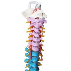 Omurga Maketi 85 cm Model 18