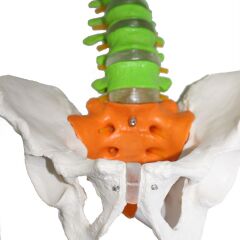 Omurga Maketi 85 cm Model 18