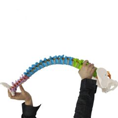 Omurga Maketi 85 cm Model 18