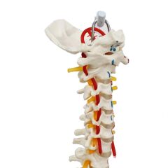 Omurga Maketi 85 cm Model 17