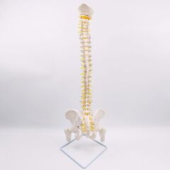 Omurga Maketi 85 cm Model 16