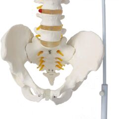 Omurga Maketi 85 cm Model 15