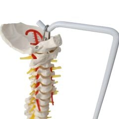 Omurga Maketi 85 cm Model 15