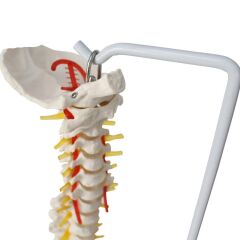 Omurga Maketi 85 cm Model 15