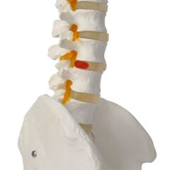 Omurga Maketi 85 cm Model 15