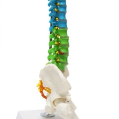 Omurga Maketi 45 cm Model 14