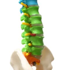 Omurga Maketi 45 cm Model 14