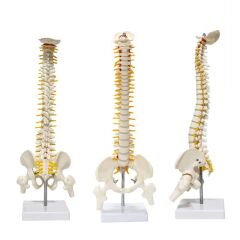 Omurga Maketi 45 cm Model 13