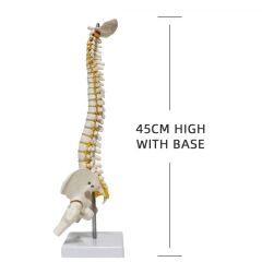 Omurga Maketi 45 cm Model 13
