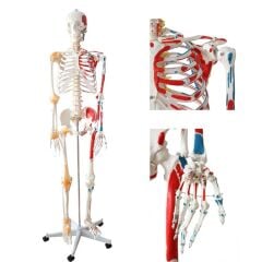 Tam İskelet Maketi 170 cm Model 12