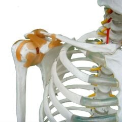 Tam İskelet Maketi 170 cm Model 11