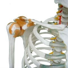 Tam İskelet Maketi 170 cm Model 11