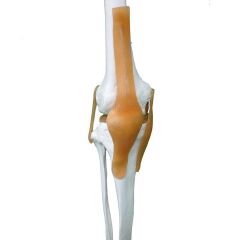 Tam İskelet Maketi 170 cm Model 11