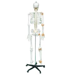 Tam İskelet Maketi 170 cm Model 11