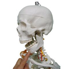 Tam İskelet Maketi 170 cm Model 11