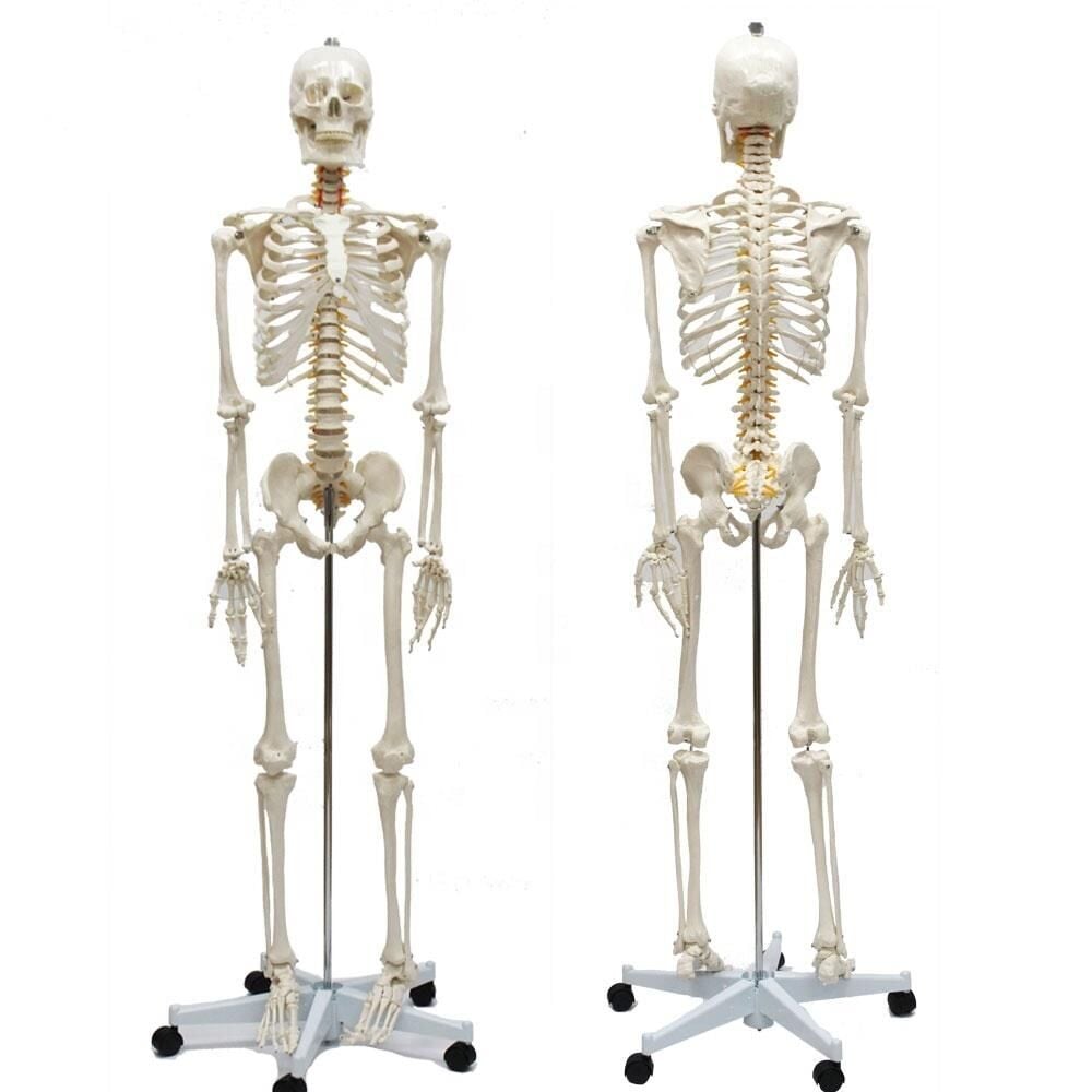 Tam İskelet Maketi 170 cm Model 10