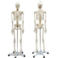 Tam İskelet Maketi 170 cm Model 10