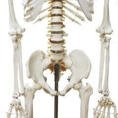 Tam İskelet Maketi 170 cm Model 10