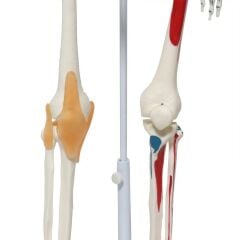 Tam İskelet Maketi 85 cm Model 9