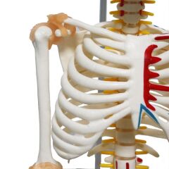 Tam İskelet Maketi 85 cm Model 9