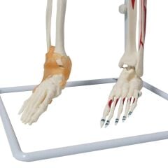 Tam İskelet Maketi 85 cm Model 9