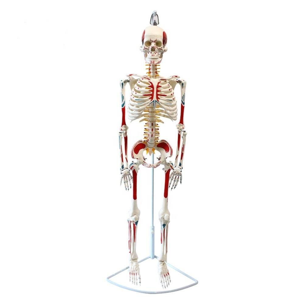 Tam İskelet Maketi 85 cm Model 8