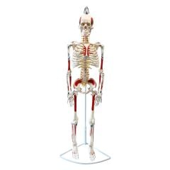 Tam İskelet Maketi 85 cm Model 8
