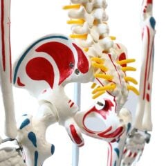 Tam İskelet Maketi 85 cm Model 8