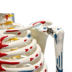 Tam İskelet Maketi 85 cm Model 8